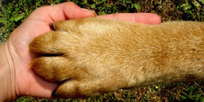 Hund und Mensch - tierisch gut leben! Hund und Mensch - tierisch gut leben!